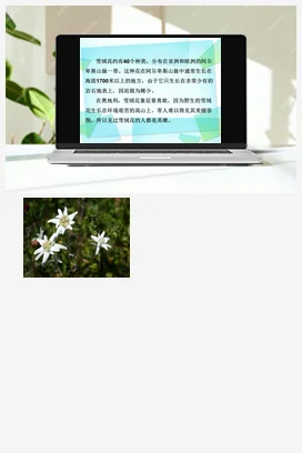人音版音乐八年级上册 第二单元 多彩音乐剧 演唱+雪绒花-资源套餐