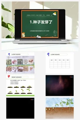苏教版小学科学三下课件教案 1.种子发芽了（江苏 庄菲菲）（第一课时）