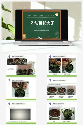 苏教版小学科学三下课件教案 2.幼苗长大了（山东 郝连秀）（第一课时）