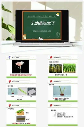 苏教版小学科学三下课件教案 2.幼苗长大了（江苏 朱燕萍）（第二课时）
