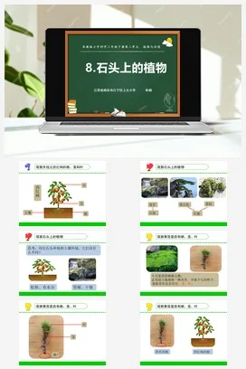 苏教版小学科学三下课件教案 8.石头上的植物（江苏 孙娟）