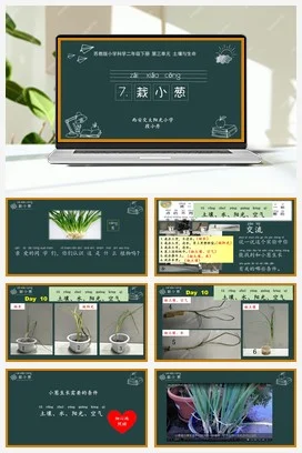 苏教版小学科学二下课件教案课件教案7.栽小葱（陕西 段小丹）