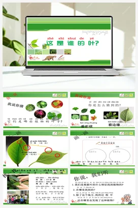 1.4这是谁的叶 课件+教案 小学科学教科版一年级上册