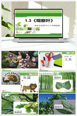 1.3《观察叶》 课件+教案 小学科学教科版一年级上册