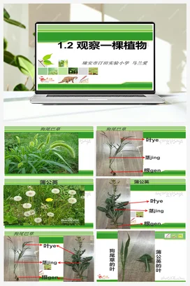 1.2观察一棵植物 课件+教案 小学科学教科版一年级上册
