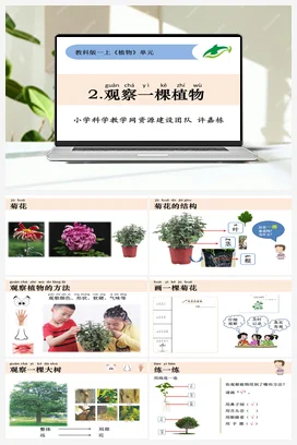 观察一棵植物 课件+教学设计 小学科学教科版一年级上册