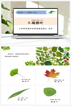 观察叶 课件+教学设计 小学科学教科版一年级上册