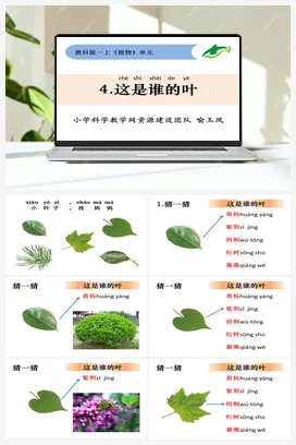 这是谁的叶 课件+教学设计 小学科学教科版一年级上册