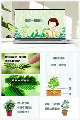 观察一棵植物 课件 小学科学教科版一年级上册第1单元第2课