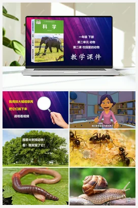 校园里的动物 课件 教科版小学科学一年级下册 第2单元第2课