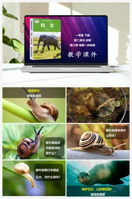 观察一种动物 课件 教科版小学科学一年级下册 第2单元第3课
