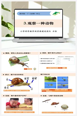 2.3《观察一种动物》 课件+教案 教科版小学科学一年级下册