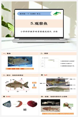 2.5《观察鱼》 课件+教案 教科版小学科学一年级下册