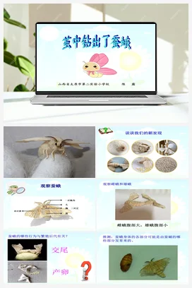 《蚕蛾教案》课件+教学设计 教科版小学科学三年级下册