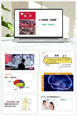 4.4 身体的“总指挥” 教科版 教科版小学科学五年级上册