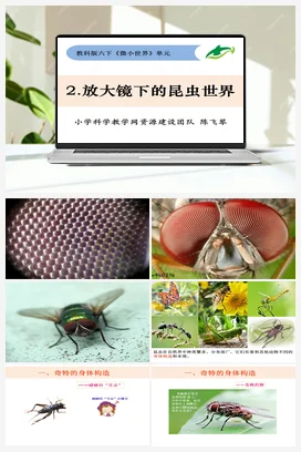 1.2《放大镜下的昆虫世界》 课件+教案 教科版小学科学六年级下册