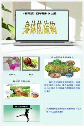 1.身体的结构 课件+教案 教科版小学科学四年级上册