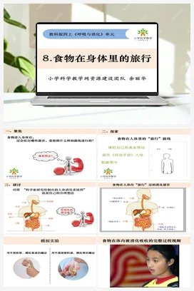 2.8《食物在身体里的旅行》 课件+教案 教科版小学科学四年级上册