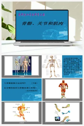 2.骨骼、关节和肌肉 课件+教案 教科版小学科学四年级上册