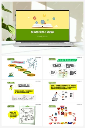 4.7相互协调的人体器官 (课件+教案+练习) 教科版小学科学四年级上册