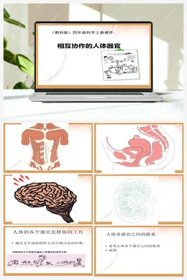 7.相互协作的人体器官 课件+教案 教科版小学科学四年级上册