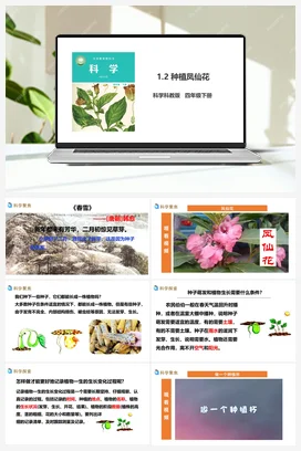 1.2《种植凤仙花》PPT课件（34页） 教科版小学科学四年级下册