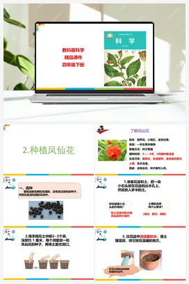 1.2种植凤仙花 课件+教案 教科版小学科学四年级下册