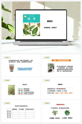 1.4《茎和叶》课件（34张PPT）+教案+练习+素材 教科版小学科学四年级下册