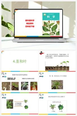 1.4茎和叶 课件+教案 教科版小学科学四年级下册