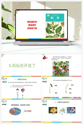 1.5凤仙花开花了 课件+教案 教科版小学科学四年级下册