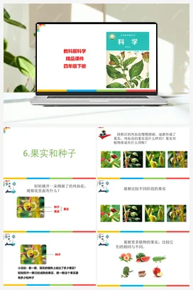 1.6果实和种子 课件+教案 教科版小学科学四年级下册