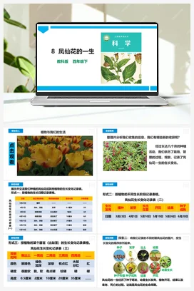 1.8《凤仙花的一生》课件（26张） 教科版小学科学四年级下册
