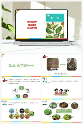 1.8凤仙花的一生 课件+教案 教科版小学科学四年级下册