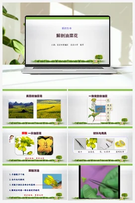 1.解剖油菜花 课件+教案 教科版小学科学四年级下册