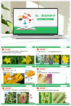 2.3 花、果实和种子 课件+教案 教科版小学科学四年级下册