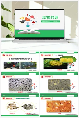 2.6 动物的卵（课件+教案+练习） 教科版小学科学四年级下册