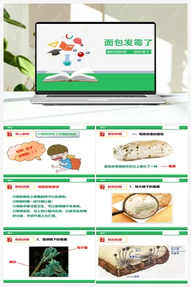 3.5 面包发霉了（课件+教案+练习） 教科版小学科学四年级下册