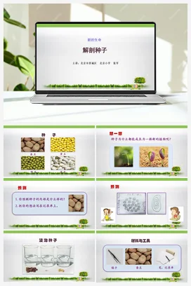 3.解剖种子 课件+教案 教科版小学科学四年级下册