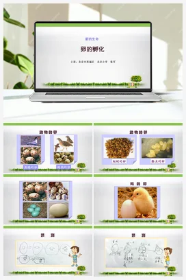 5.卵的孵化 课件+教案 教科版小学科学四年级下册