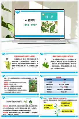 《茎和叶》课件（47张PPT） 教科版小学科学四年级下册
