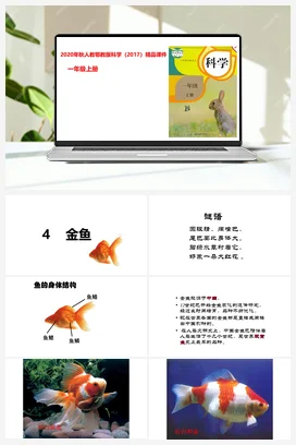 2.4 金鱼课件（20张PPT） 教案 习题 素材 人教鄂教版小学科学一年级上册