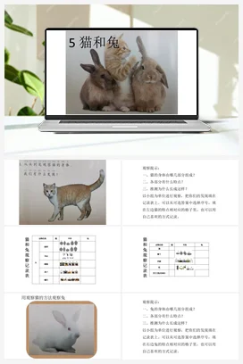 ２.5 猫和兔（课件15张PPT 教案 习题 素材） 人教鄂教版小学科学一年级上册