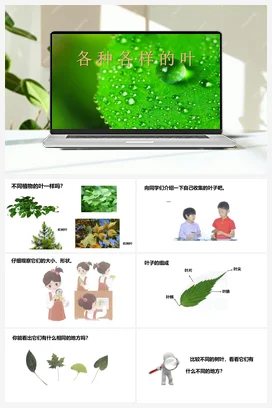 第01课：各种各样的叶（PPT课件+教案） 人教鄂教版小学科学一年级下册