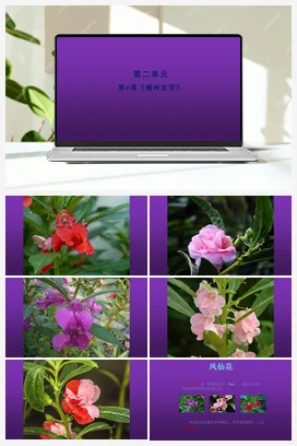 4《播种发芽》 (课件共14张PPT) 人教鄂教版小学科学三年级下册