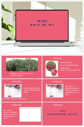 7《花、果实、种子》 (课件共13张PPT) 人教鄂教版小学科学三年级下册