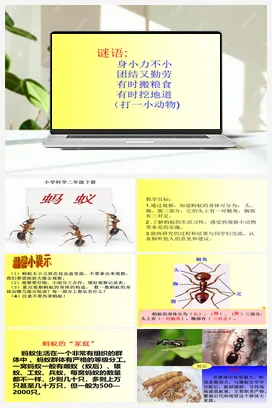 7《蚂蚁》 (课件共15张PPT) 人教鄂教版小学科学二年级下册