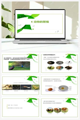 2.6 动物的繁殖 课件+教案 人教鄂教版小学科学四年级上册