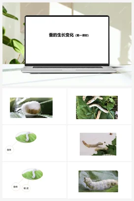 07：蚕的生长变化（第01课时） 人教鄂教版小学科学四年级下册