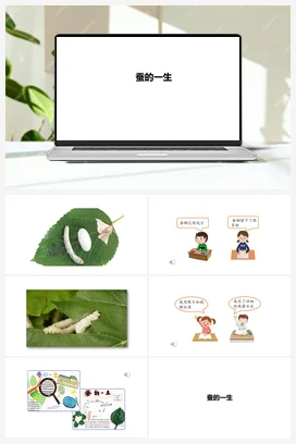 08：蚕的一生 课件 人教鄂教版小学科学四年级下册