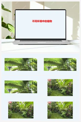 10：不同环境中的植物（PPT课件+视频素材） 人教鄂教版小学科学四年级下册